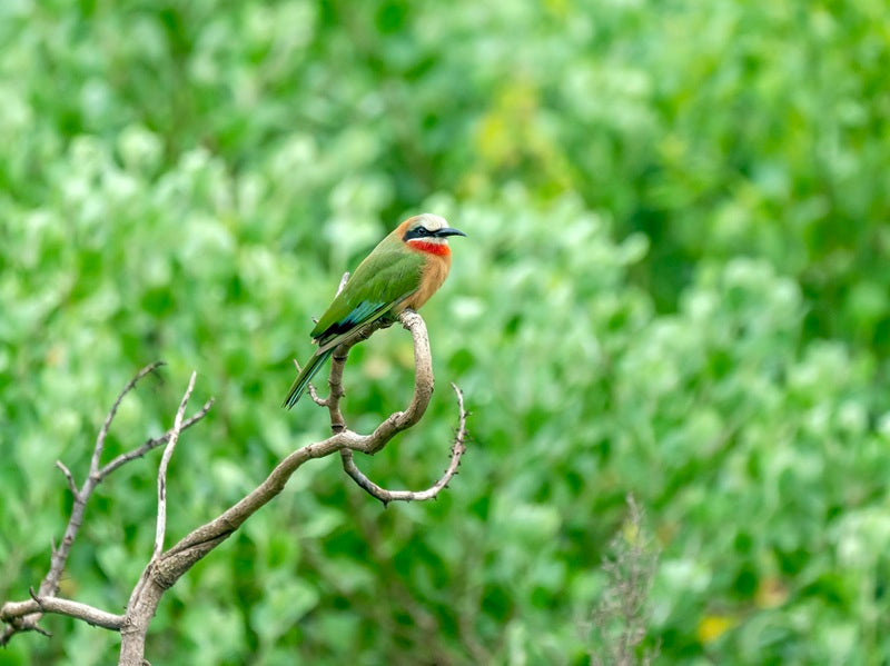 Close-up photograph of a bright green Bee-eater bird perched on a branch against a blurred natural background