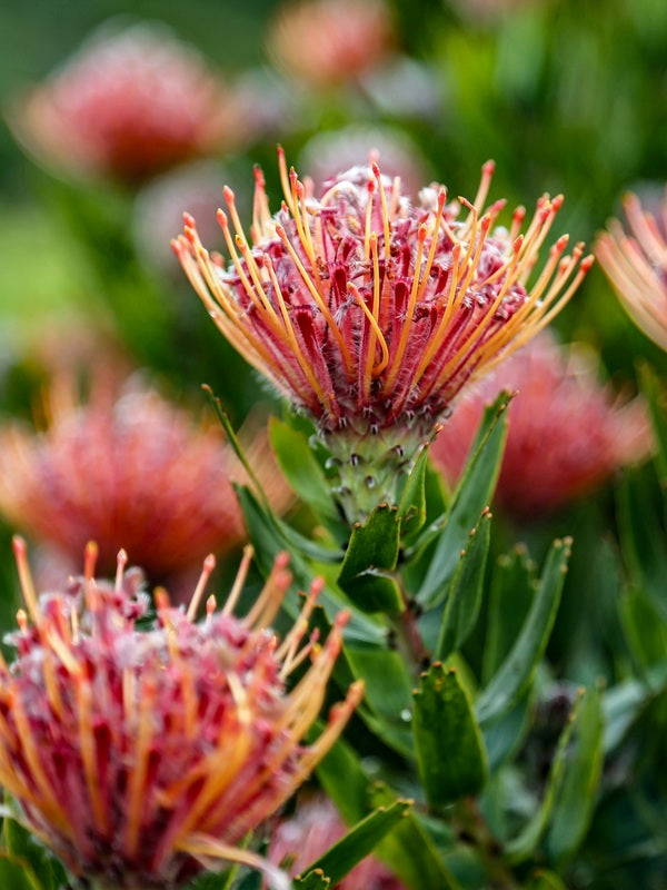 Protea Flower