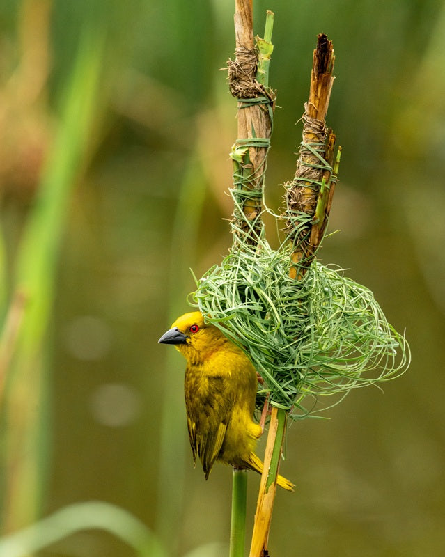Weaver's Nest 2