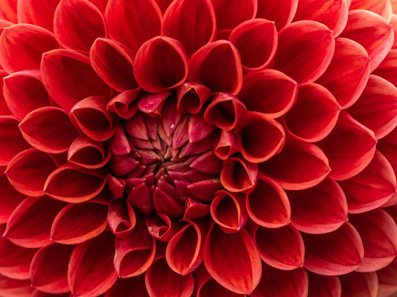 Red Dahlia