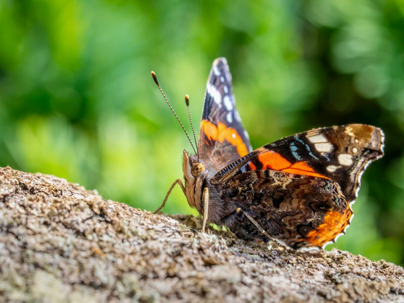 Butterfly perched on a rock with a blurred green background