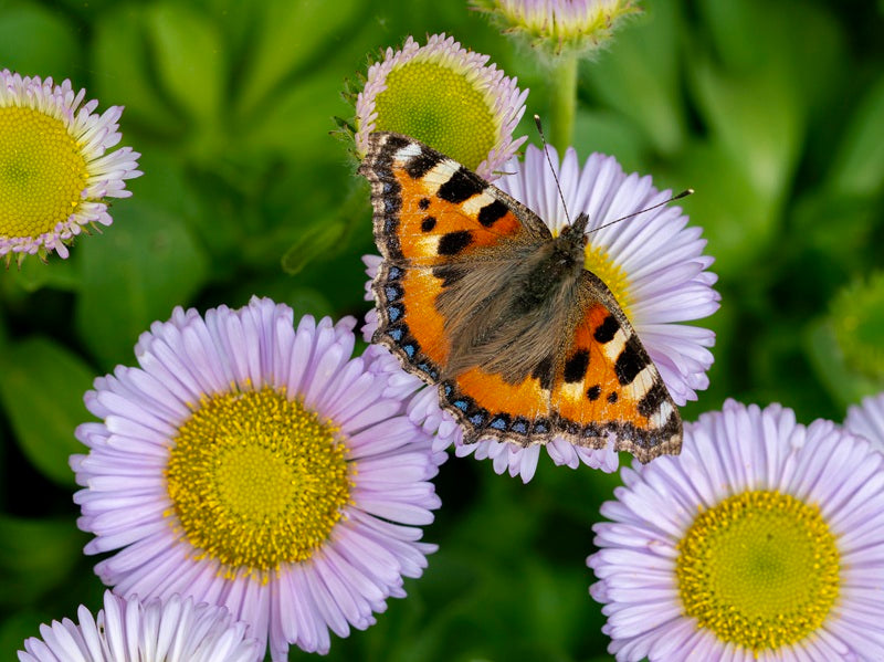 Tortoiseshell Butterfly