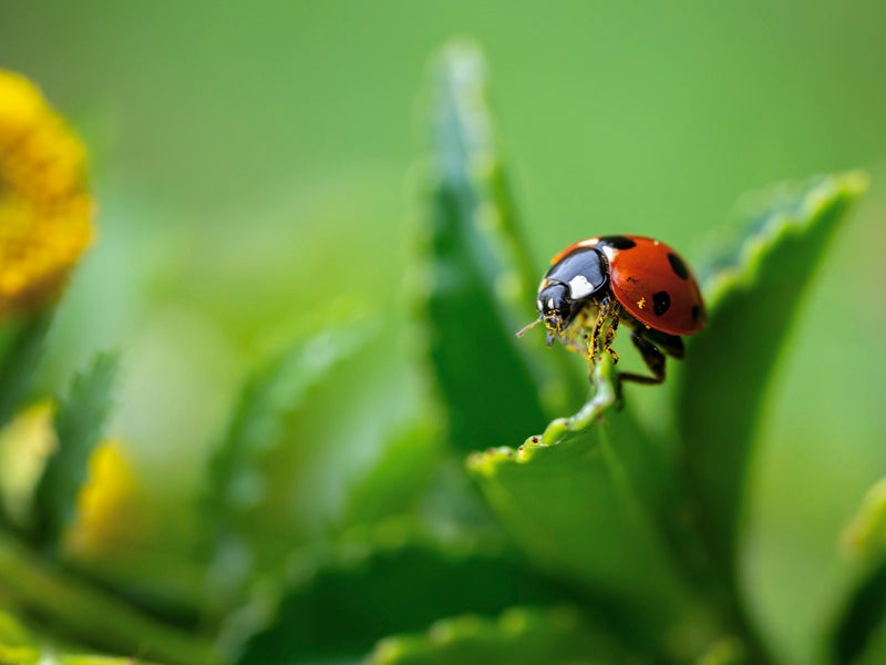 Seven Spot Ladybird 2