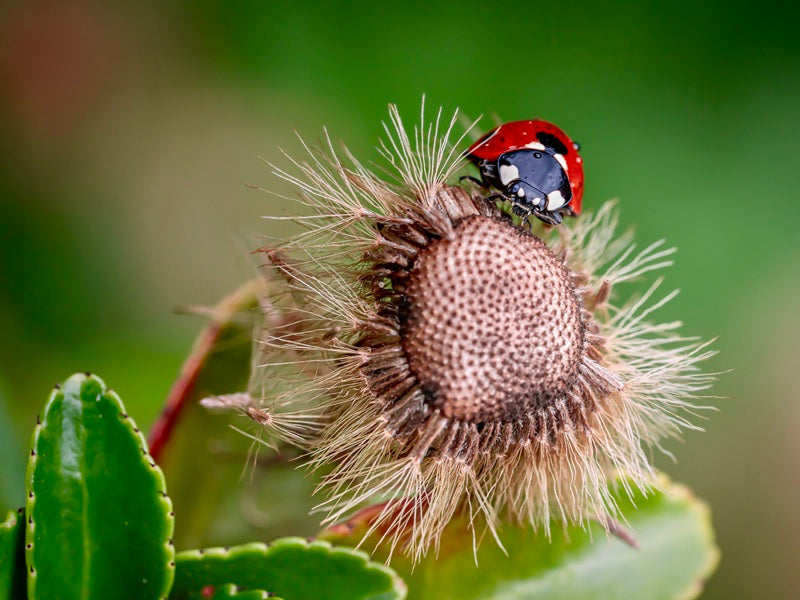 Seven Spot Ladybird