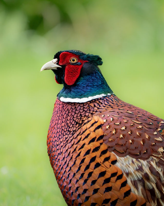 Pheasant
